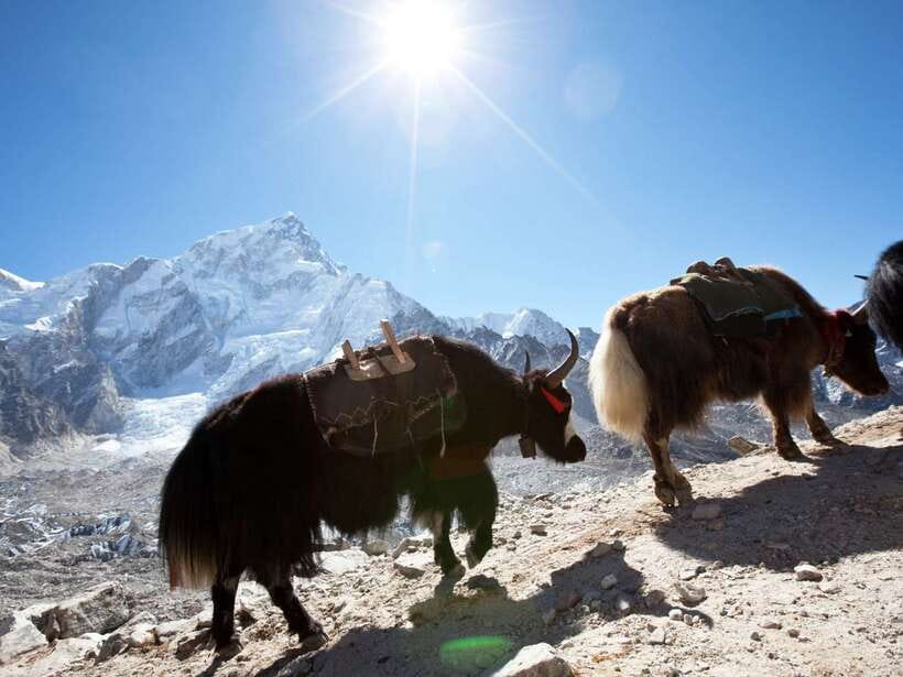 Kathmandu: 6 Days Langtang Valley Trek with Kyanjin Ri - Pahiro to Ghoda Tabela: Forest Trails, Waterfalls, and Peak Glimpses