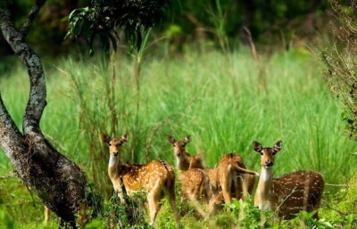 Kathmandu/Pokhara: 3 Day Chitwan Jungle Safari Tour - The value math: what $129 covers (and what you’re really buying)