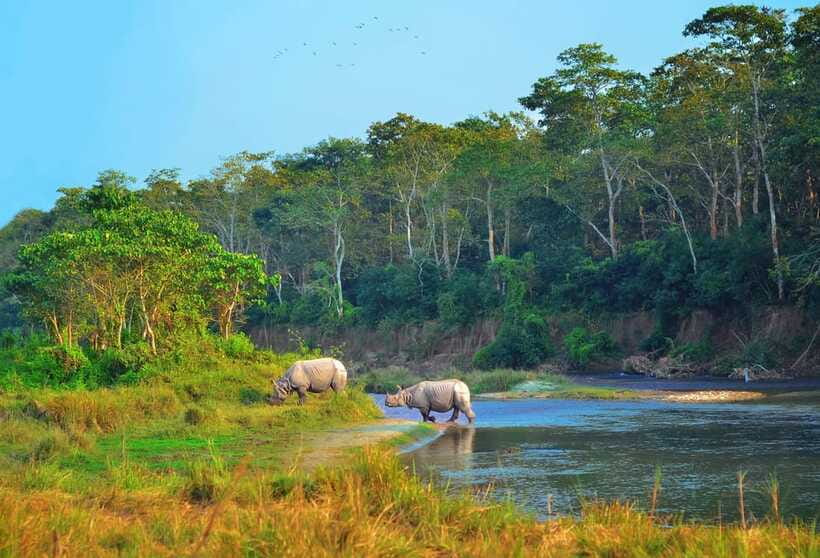 Kathmandu/Pokhara: 3 Day Chitwan Jungle Safari Tour - Day 3: departure pacing and the optional early birdwatching walk