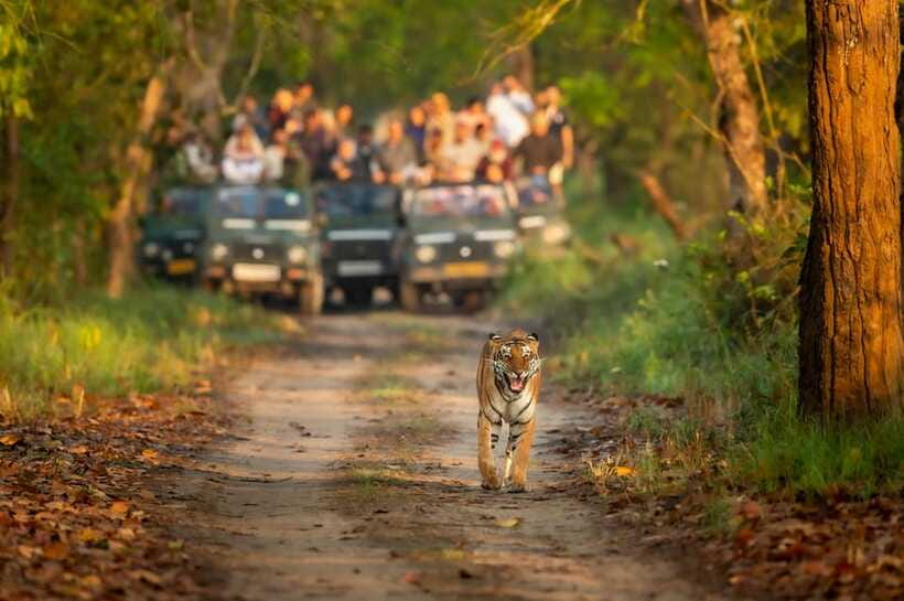 Kathmandu/Pokhara: 3 Day Chitwan Jungle Safari Tour - What to bring, and what not to bring