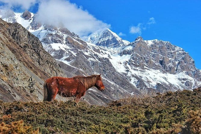 Kathmandu to Langtang Valley 7-Day Trek - Guesthouses on the trail: what to expect in comfort and simplicity