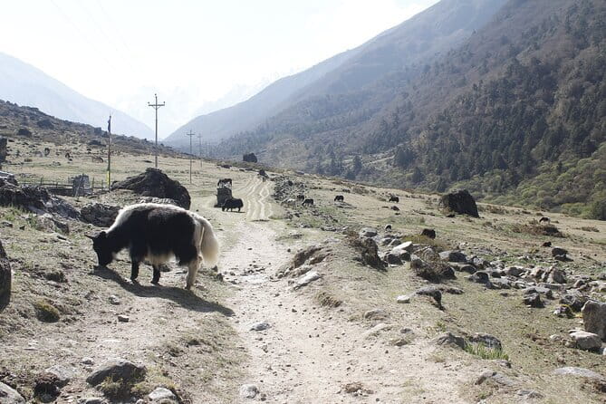 Langtang Trek from Kathmandu 7 Days - Key Things I’d Pay Attention To