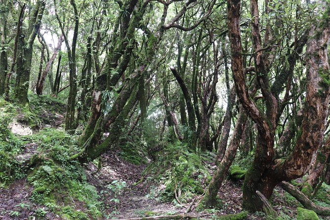 Mardi Himal Base Camp Trek (5 Days) - Day 2: Jungle Walking to Badal Dhanda (Silence and Small Surprises)