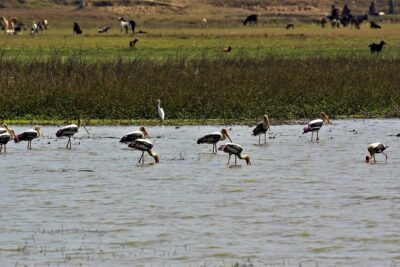 Nepal Birding - Private guide + transport: less fuss, more bird time
