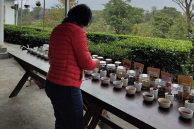 Palampur and Bir Tour, Tea Gardens, Adventures and Paragliding - Tea tasting and Kangri Dham lunch: where the value hides