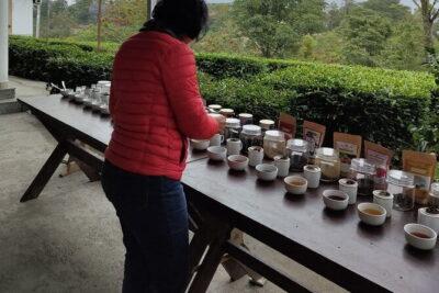 Palampur Tea Garden Tour - From tea cultivation to processing: what the guide helps you notice