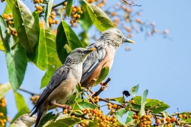 Phulchoki bird-watching tour - Why Phulchoki Works for Birding in the Kathmandu Valley