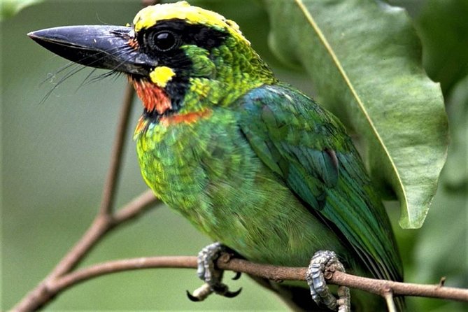 Phulchoki bird-watching tour - Phulchoki Summit Time: 360 Views and Phulchowki Mai Temple