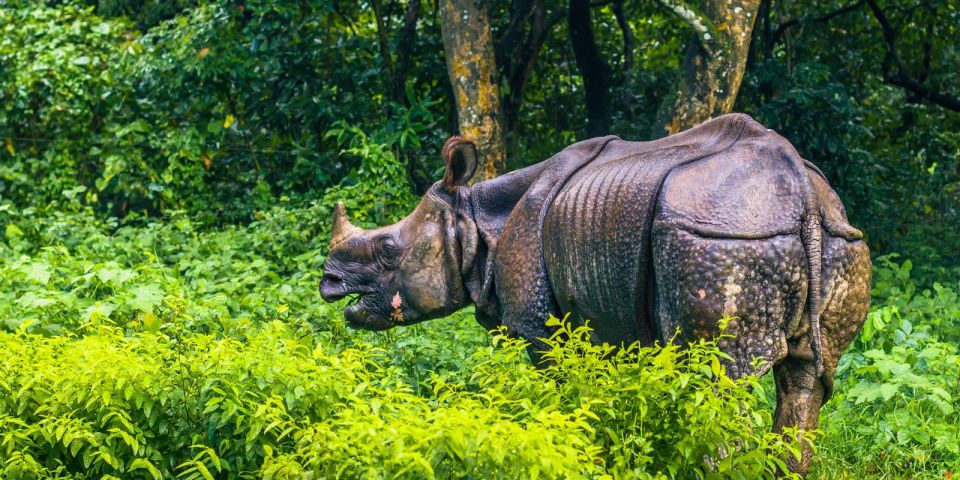 Pokhara: 1 Night 2 Day Chitwan Safari Tour - Why a 1-Night Chitwan Safari Works from Pokhara