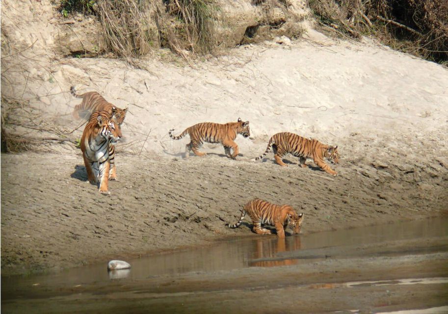 Pokhara: 1 Night 2 Day Chitwan Safari Tour - Tharu Cultural Dance: The Evening Program You’ll Actually Remember