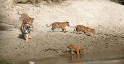 Pokhara: 1 Night 2 Day Chitwan Safari Tour - Day 1 in Chitwan National Park: Lunch, Jeep Safari, Nature Walk, Sunset