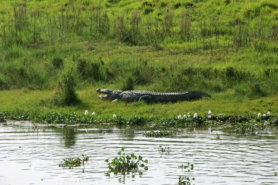 Pokhara: 1 Night 2 Day Chitwan Safari Tour - Day 2 Return to Pokhara or Kathmandu: Breakfast and a Smooth Finish
