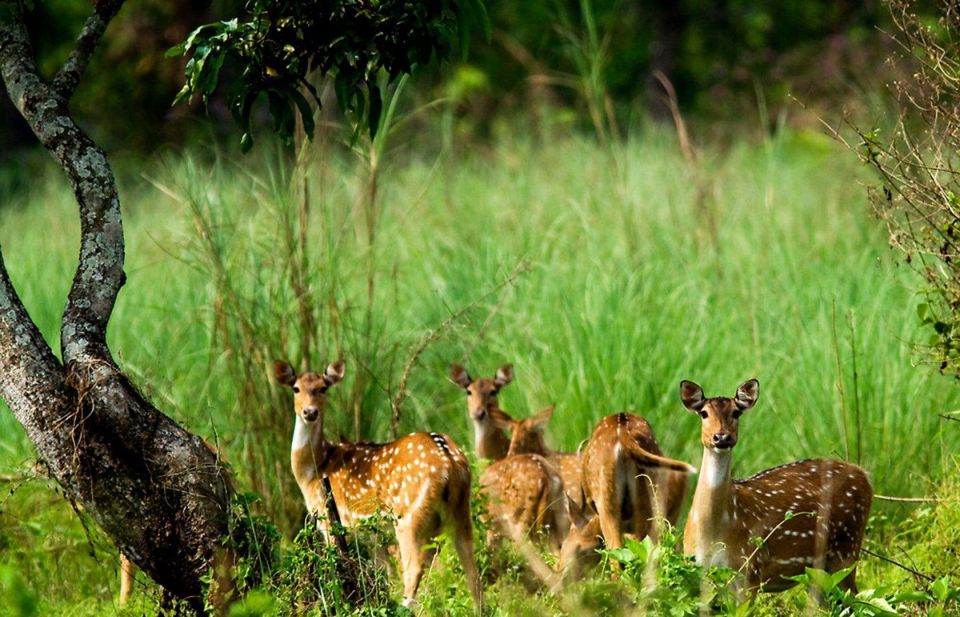 Pokhara: 1 Night 2 Day Chitwan Safari Tour - Should You Book This Chitwan Safari from Pokhara?