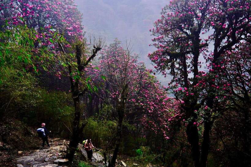 Pokhara: 4-Day Poon Hill and Ghandruk Guided Trek - Rhododendron Forests: A Seasonal Detail That Changes the Whole Feel