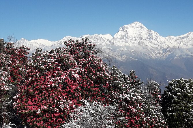 Pokhara: Poon Hill Ghorepani Short Trek - Day 3: the 4:00 AM sunrise push to Poon Hill (3210m)