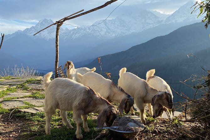 Private Tour Local Culture and The View of Mohare Danda - Quick hits on this Mohare Danda style of trek