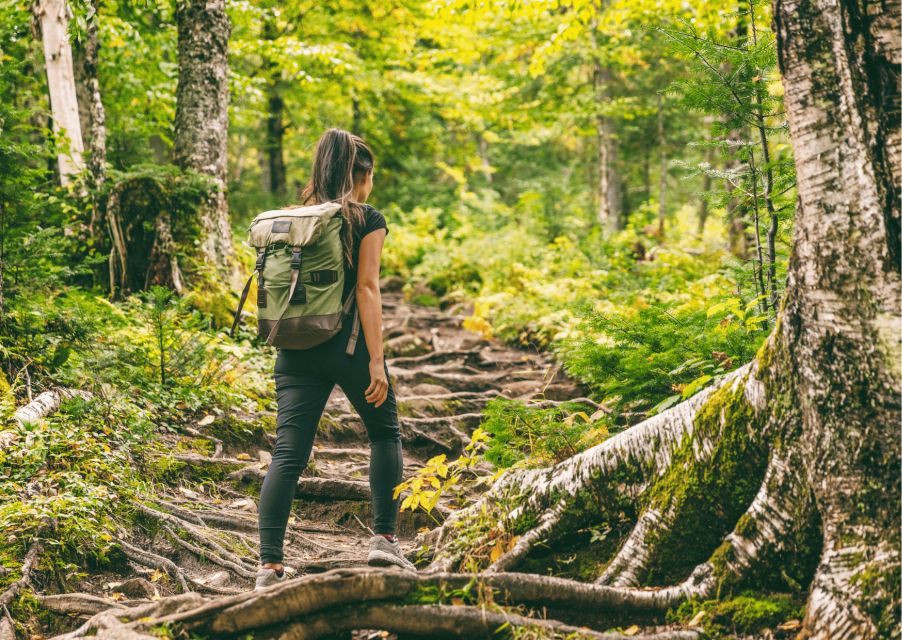 Shimla Nature Walk (3 Hours Guided Trekking Experience) - Value for $27: what you’re paying for (and what you’re not)