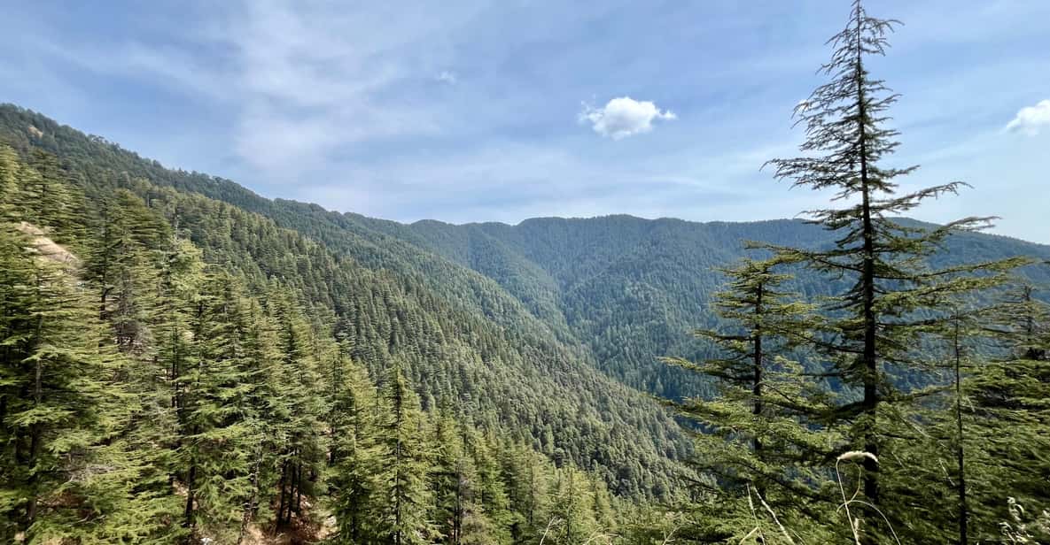 Shimla: Wildlife Sanctuary & Water Catchment Guided Tour - Why Shimla’s Water Catchment Forest Feels Like a Reset