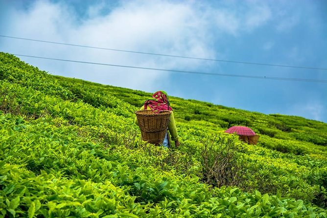 The Land Mark Tour (Nautical Day Darjeeling To Mirik crusade) - Key Highlights You’ll Care About