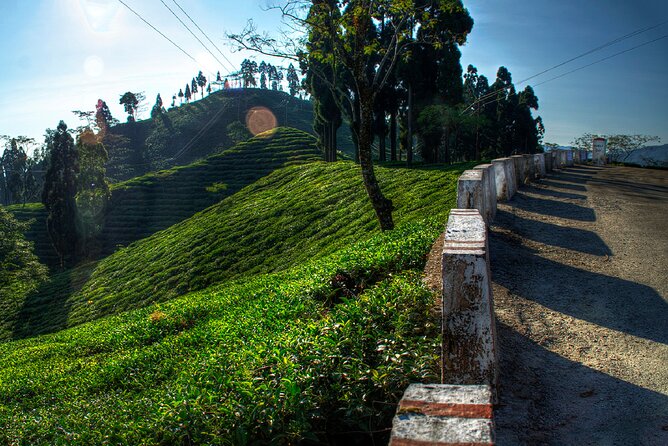 Tiger Hill Darjeeling Nature Walk (3 Hours Guided Trekking Experience) - Key things I’d circle before you go